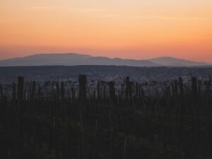 Vendanges de nuit