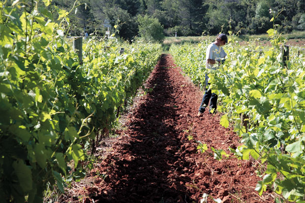 vignes-corbieres-grands vins de corbieres-lagrasse-domaine chateau borderouge