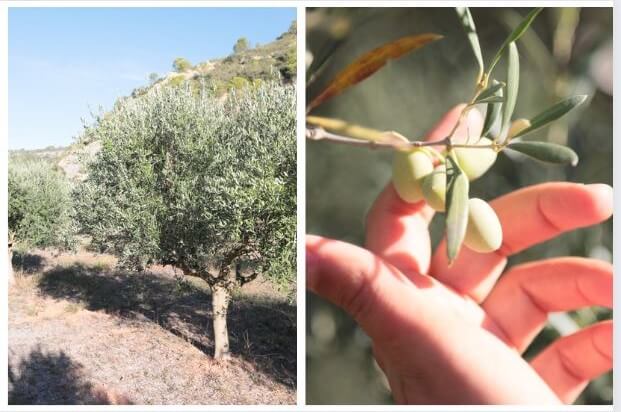 oliviers et olives du domaine château borde rouge