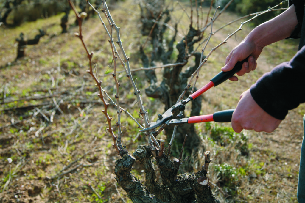 taille des vignes-prieure borderouge-lagrasse-vin des corbieres