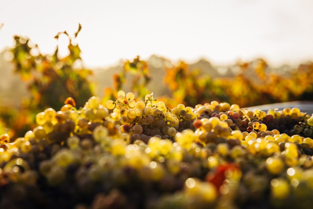 grappes de vermentino-fin de journee dans les corbieres-lagrasse-grand vin des corbieres